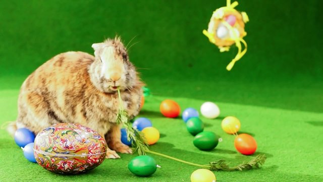 Easter Bunny