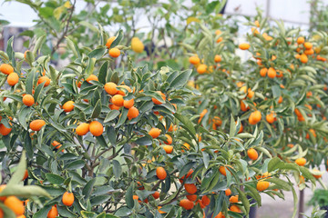 cultivation of citrus fruits of all kinds in a greenhouse