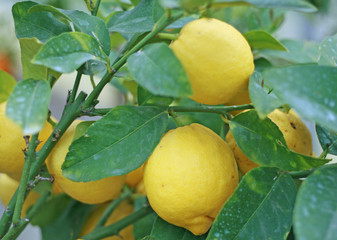 cultivation of  lemon in Sicily in Italy