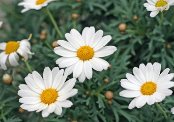 daisies with yellow pollen with many petals