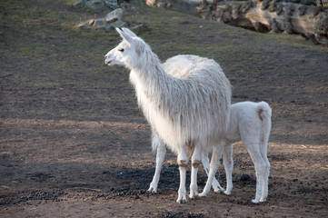 biała lama ze swoim dzieckiem
