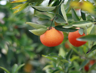 cultivation of citrus fruits of all kinds in a greenhouse