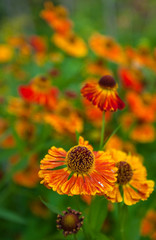 orange ox-eye daisy