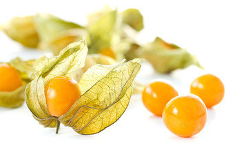 Physalis