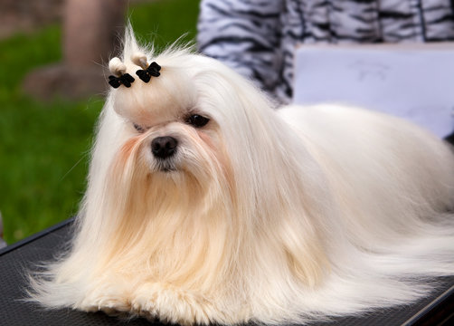 Maltese at an exhibition of dogs