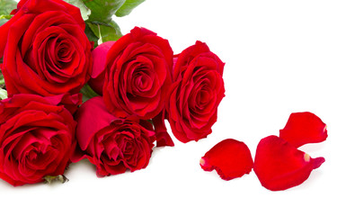 red roses isolated on a white background