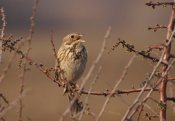 Corn Bunting, miliaria calandra
