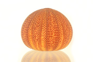 Sea urchin