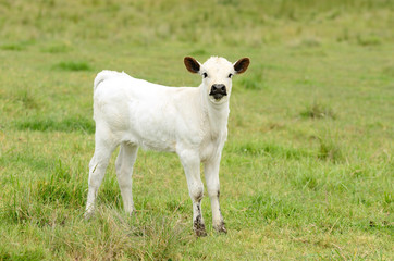 Longhorn Calves