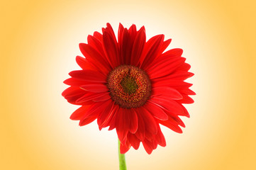 Gerbera flower against gradient background