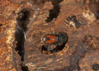 Six-toothed spruce bark beetle, Pityogenes chalcographus