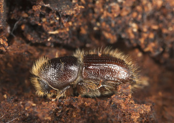 Extreme close-up of a Bark borer working on wood