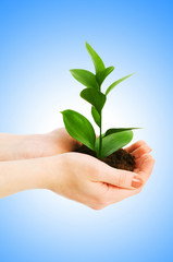 Green seedling in hand isolated on white