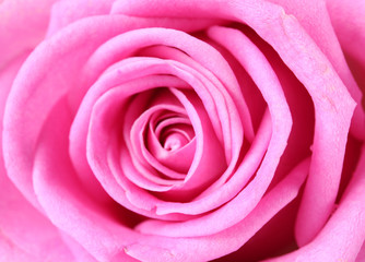 beautiful pink rose close up