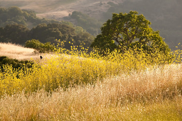 Black Bird in Golden Mustard Field and Oak Grassland