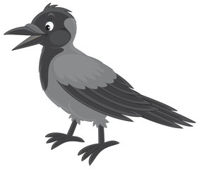 Crow