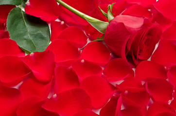 1本の赤いバラの花と花びら