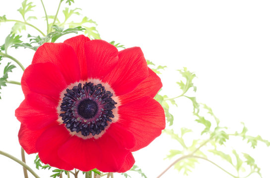 アネモネ Photos Royalty Free Images Graphics Vectors Videos Adobe Stock
