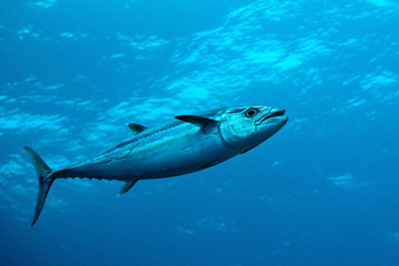 Obraz premium Dog-tooth tuna in water of Indian ocean, Maldives
