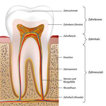 schematic human tooth vector illustration eps10