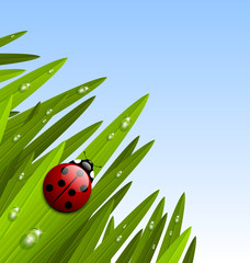 Morning grass and ladybug © pk74