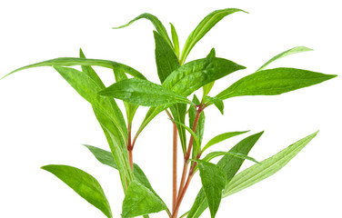 ayapana, eupatorium triplinerve.