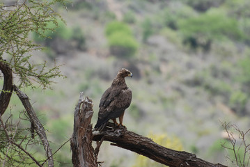Eagle (Aquila nipalensis orientalis)