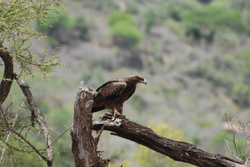 Eagle (Aquila nipalensis orientalis)