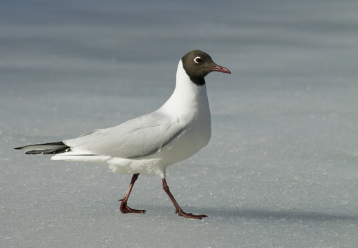 Black-headed gull on the ice