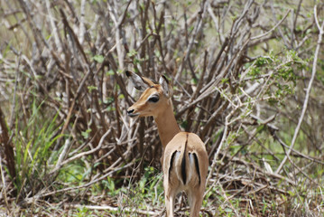 Female impala antelope (Aepyceros melampus petersi)