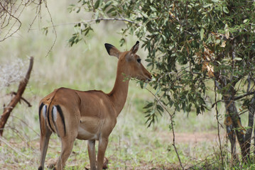 Female impala antelope (Aepyceros melampus petersi)