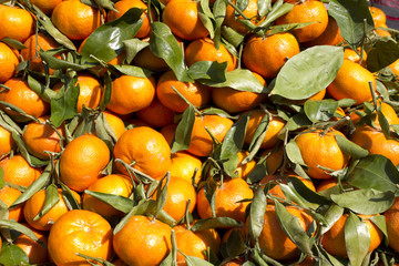 marché clémentines market fresh clementine paris 1