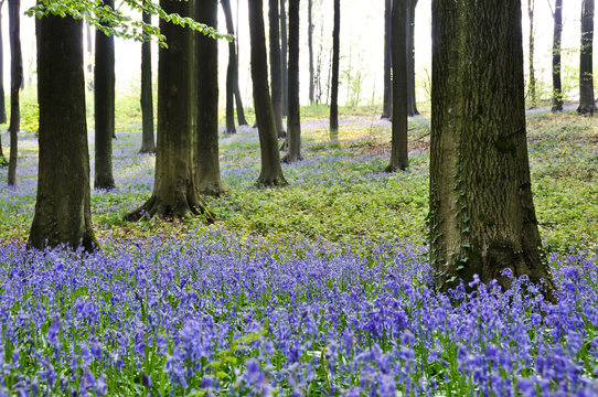 Bluebells