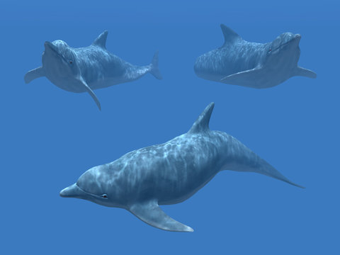 Diving Dolphins