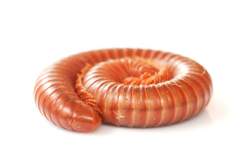 Milipede