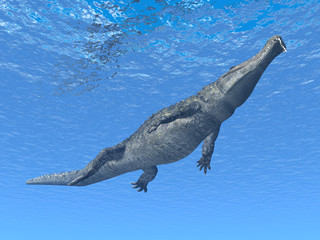 Fototapeta premium Diving Crocodile