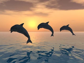 Washable wall murals Dolphins Jumping Dolphins