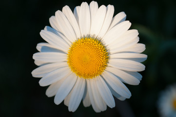 Single daisy on a dark background