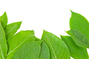 Fototapeta premium fresh green leaves border