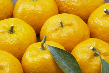 橘の果実のアップ