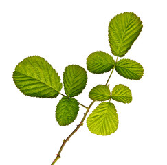 Black raspberry (blackberry) branch isolated on white background