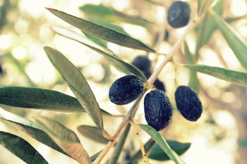 Black Olives and leaves on branch.