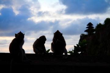 Three sitting monkey silhouette at sunset