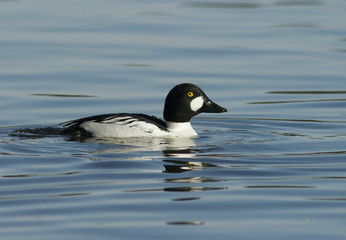 Goldeneye