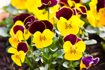 Pansies