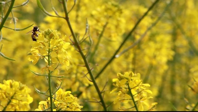 Yellow Flowers and bee