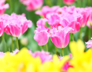 Obraz na płótnie Canvas tulip in flower field