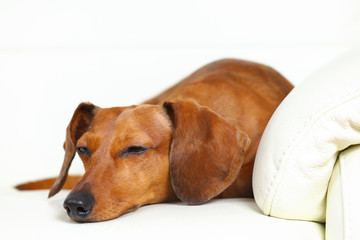 dachshund dog sleep on sofa