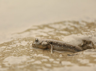 mudskipper