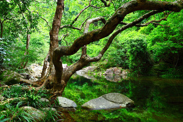 tree and water in jungle